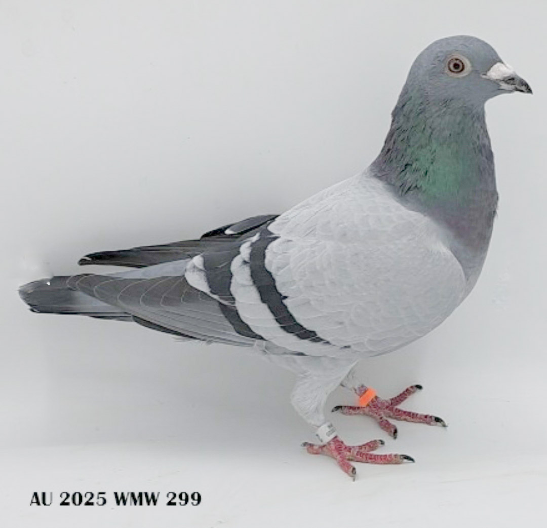 AU 25 WMW 299