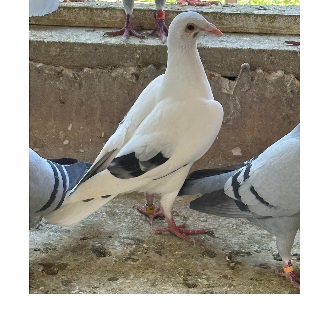 Racing Pigeon Auction