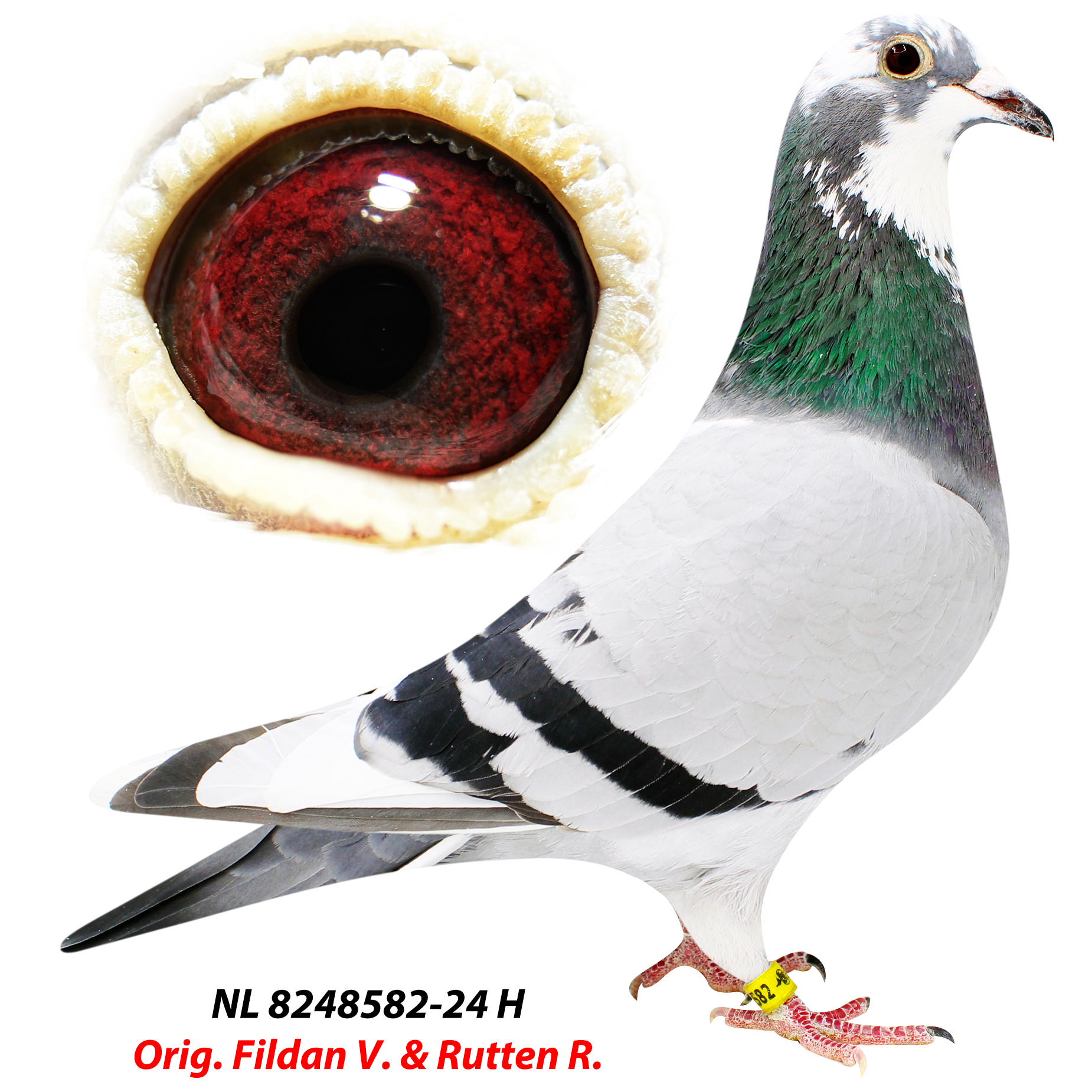 NL2024-8248582 "PORSCHE LADY" BLUE WHITEP. HEN