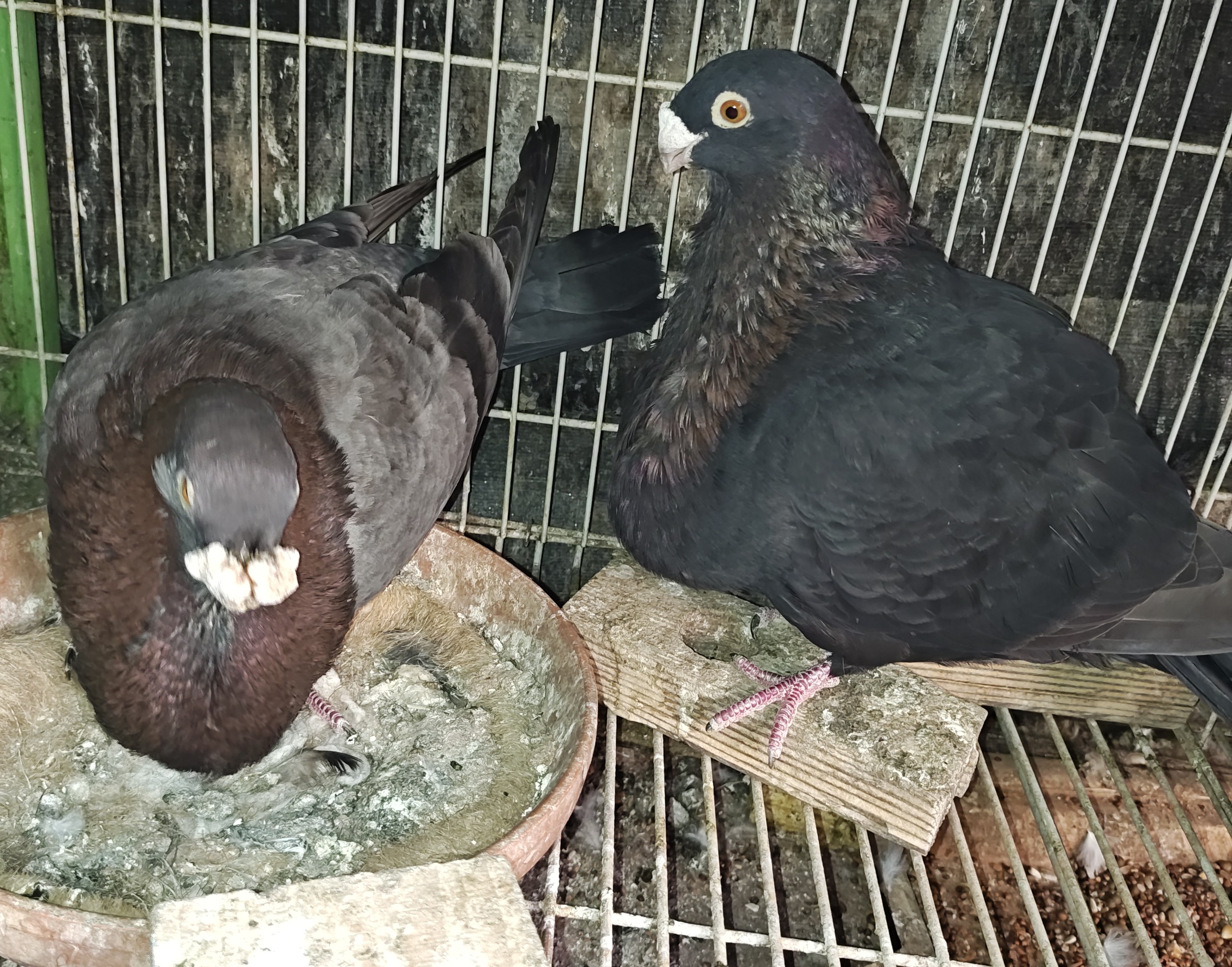 Laudinos Sevillano Pouters 