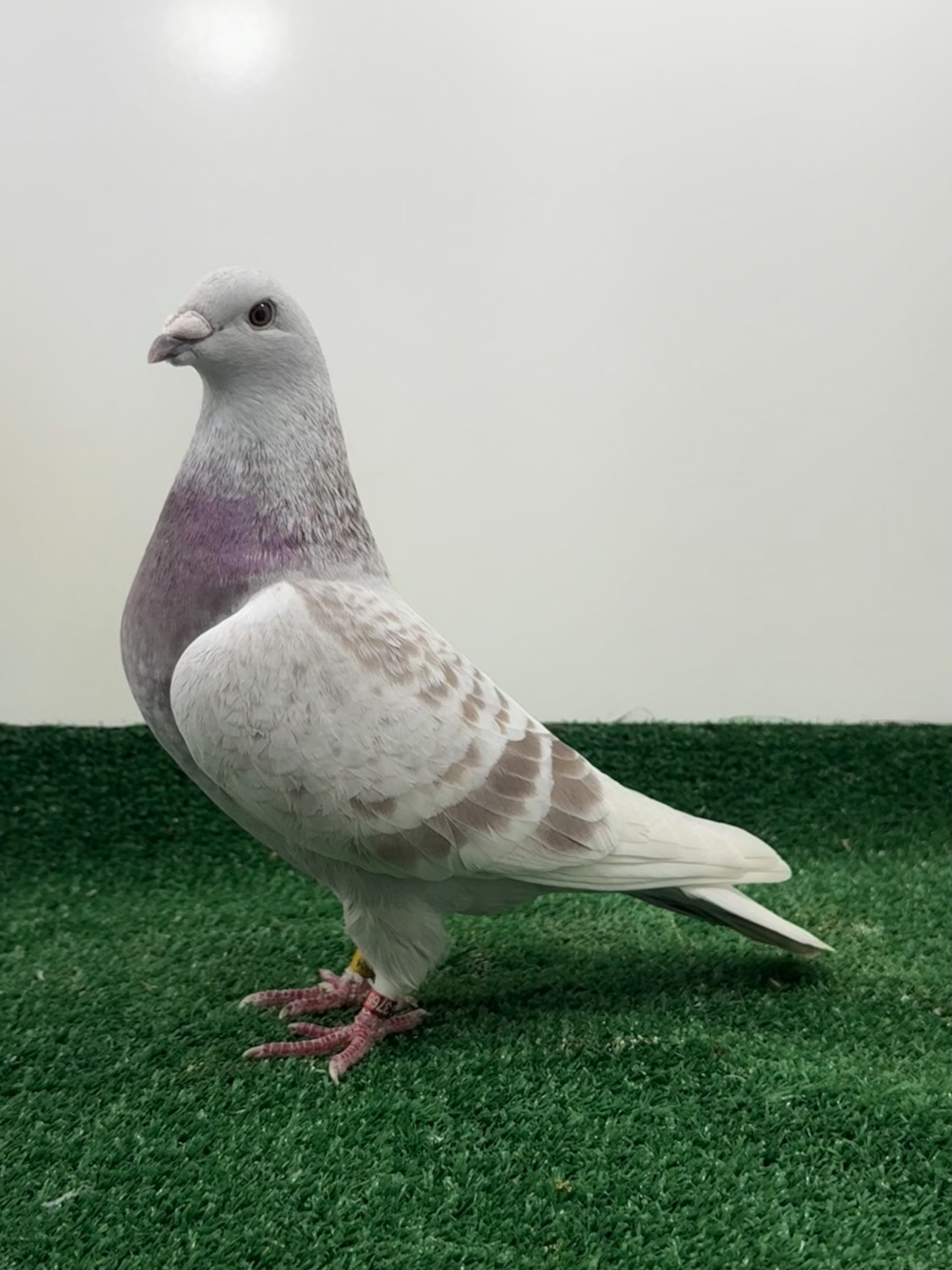 Light Red check 4404-2020 ready for the breeding pen 