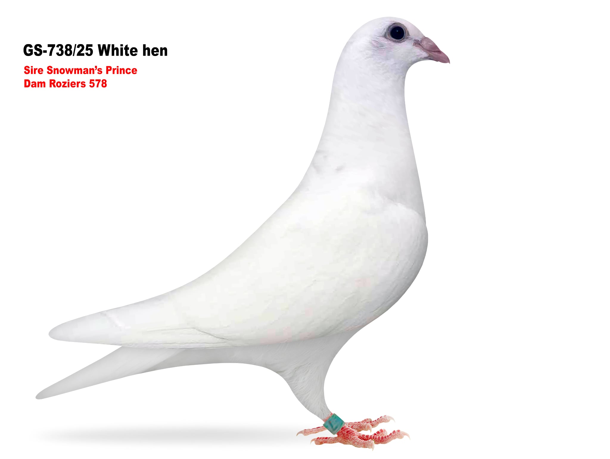 GS-738/25 Inbred Seven cock