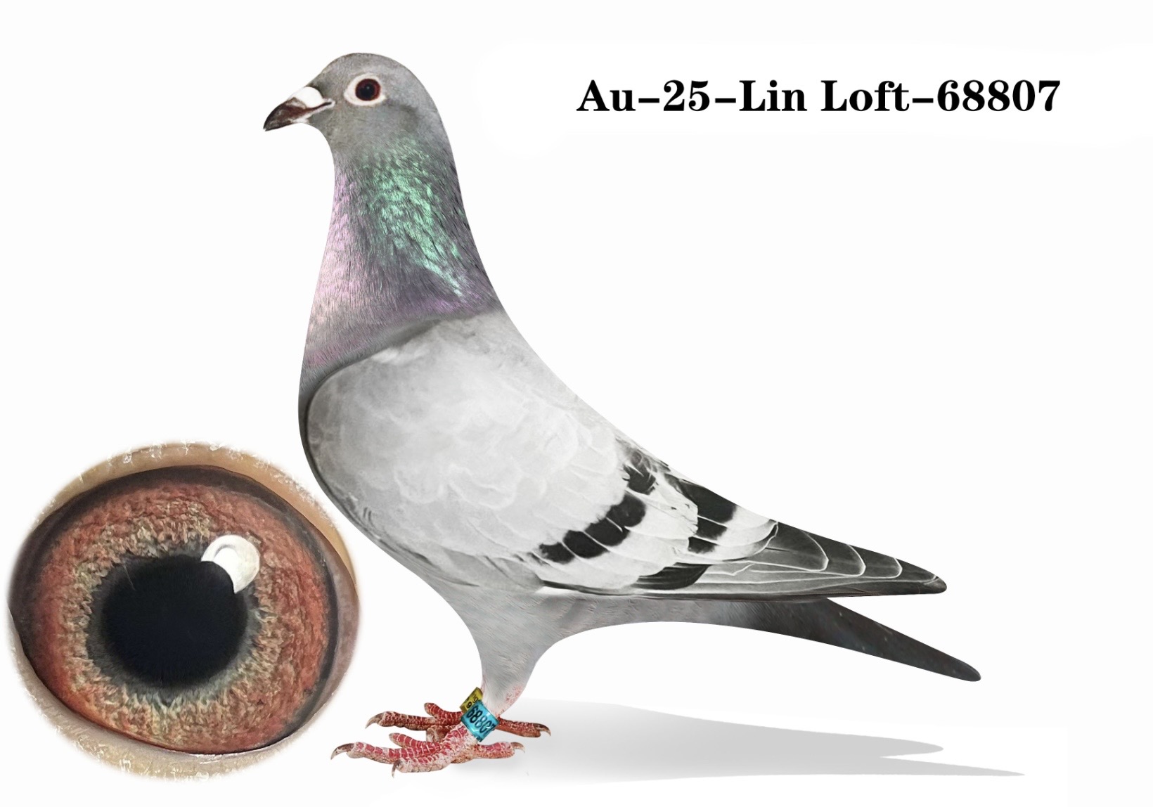 Au-25-Lin Loft-68807