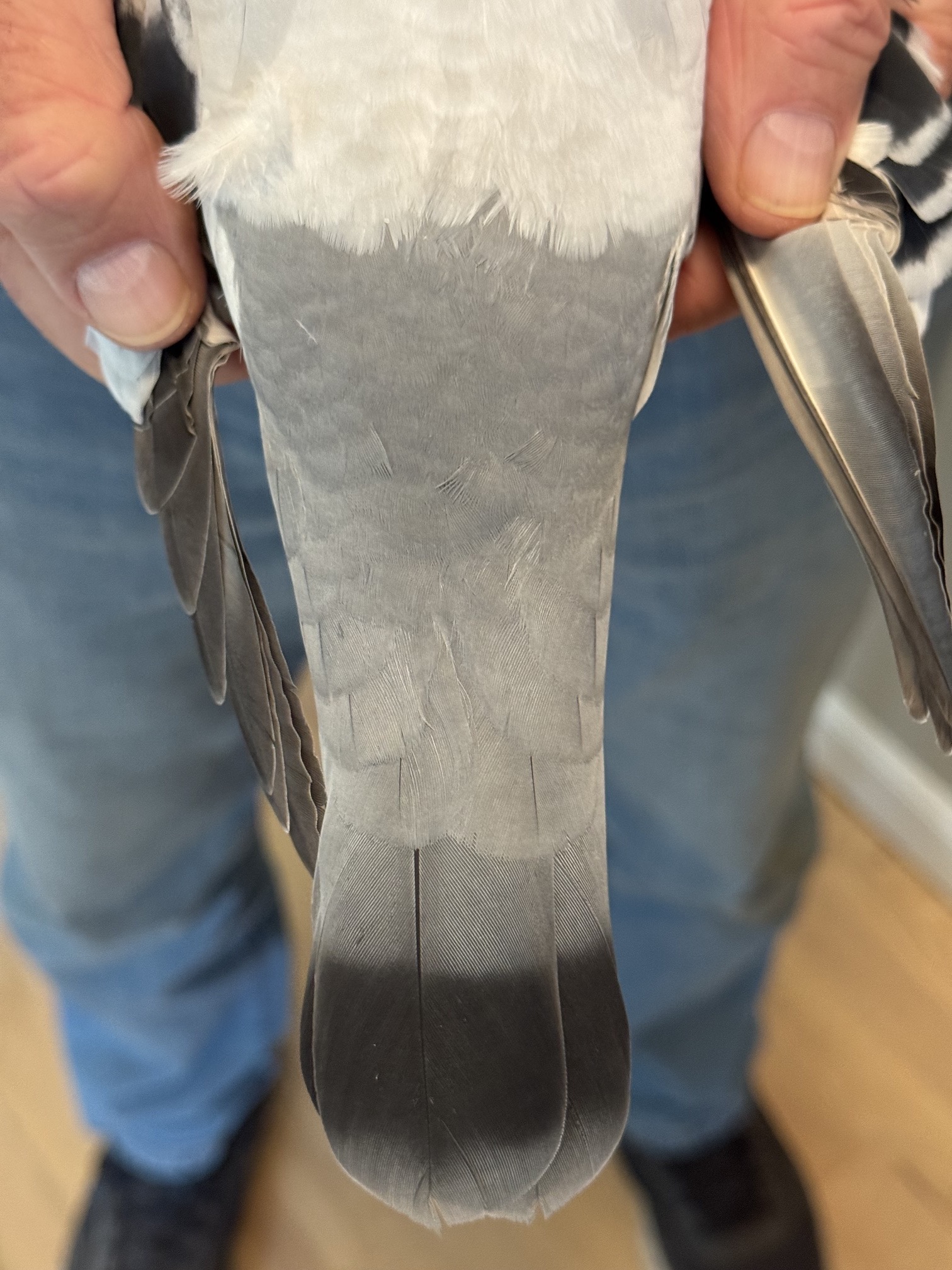 Preview Image 3