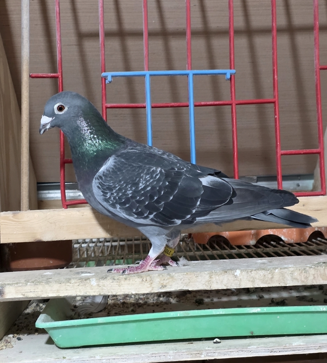 AU24-AA-21011 Dark Check Cock