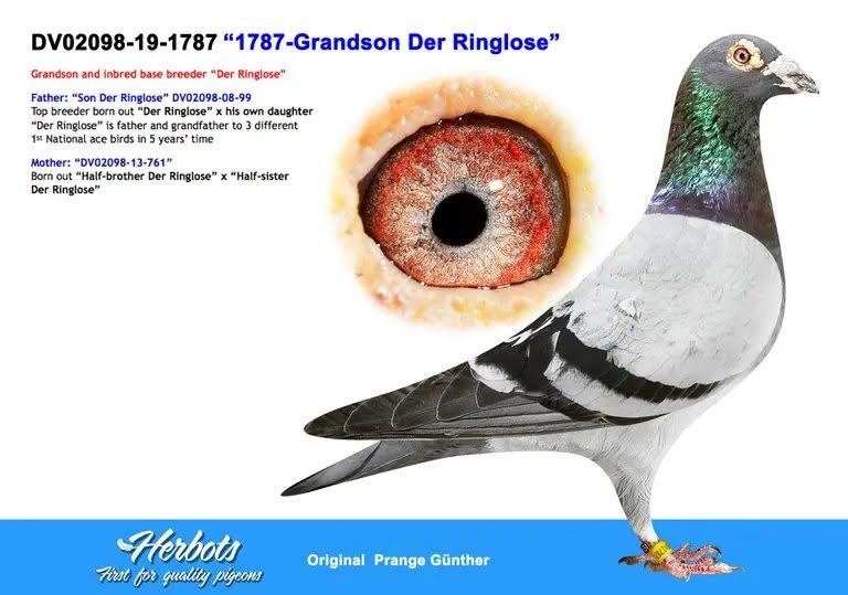 Ringlose Cock From German Champion Gunter Prange