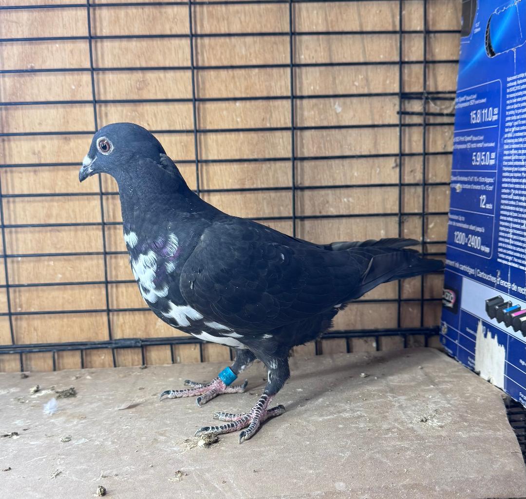 470 SCHELLENS MOTTLED HEN