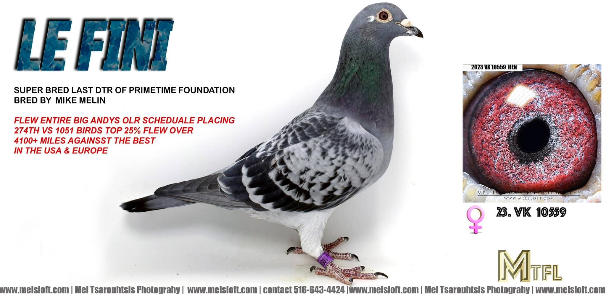 2023 AU VK 10559 hen
