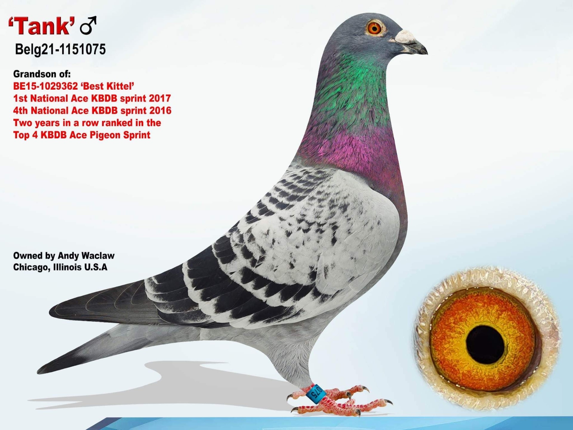 Inbread Pigeon iPigeon.com - Racing Pigeon Auction