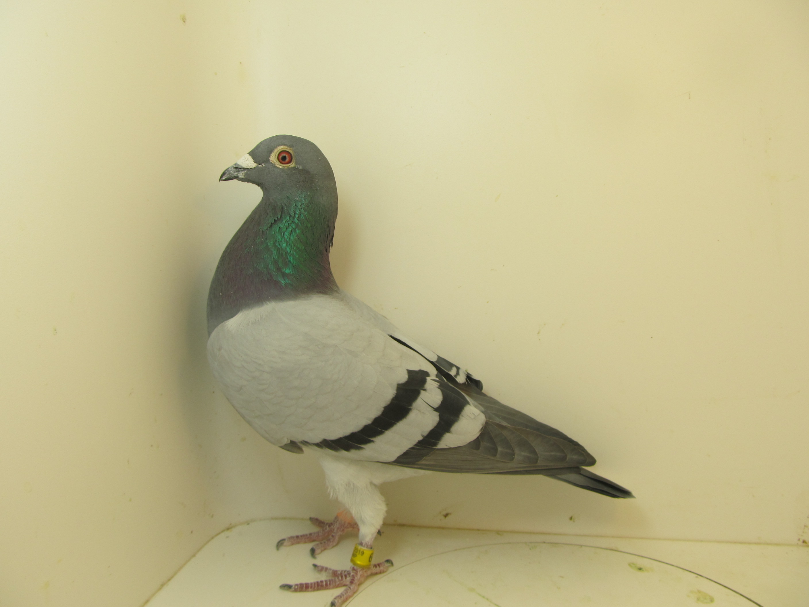 Champ 652-2019