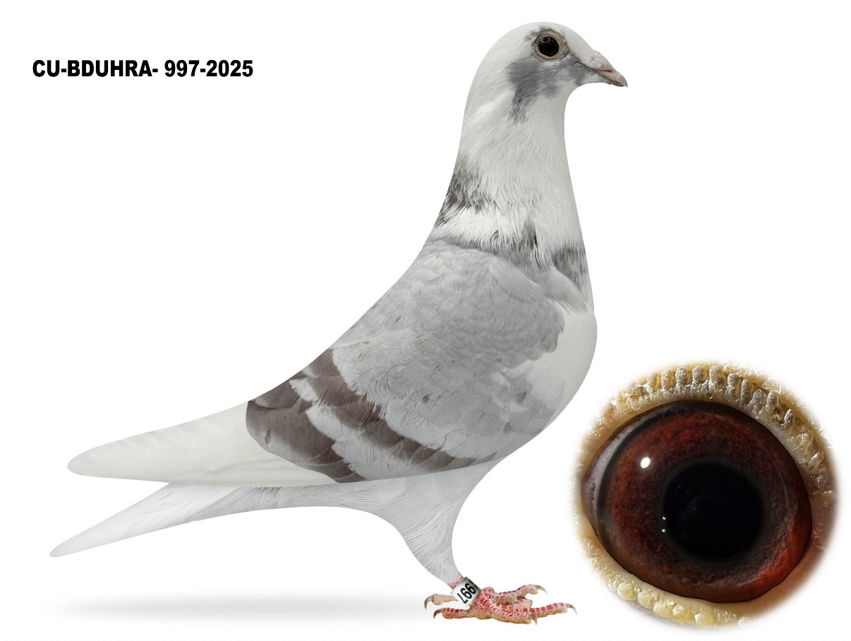 CU 25 BDUHRA 997 Mly Spl C