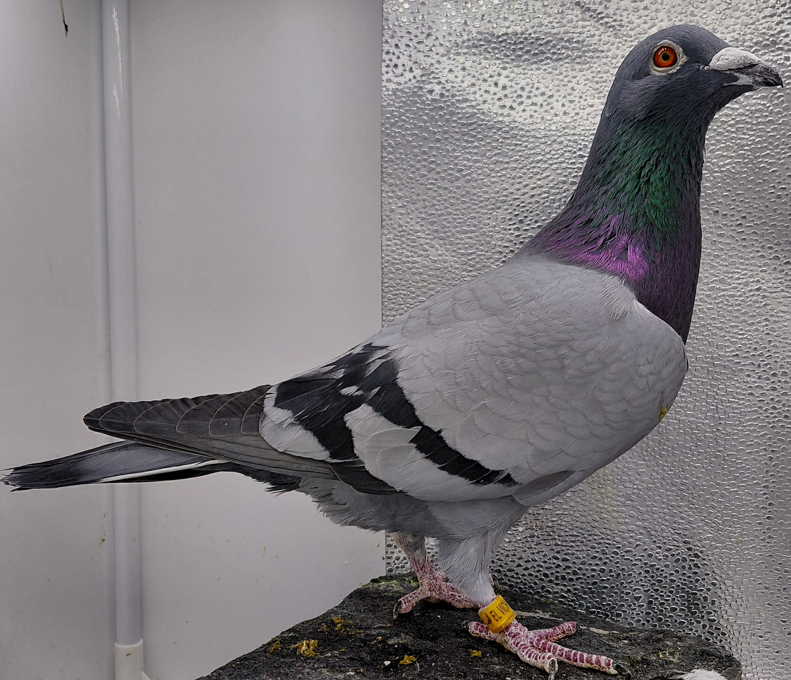 1540 EL VICHO 22 BB C