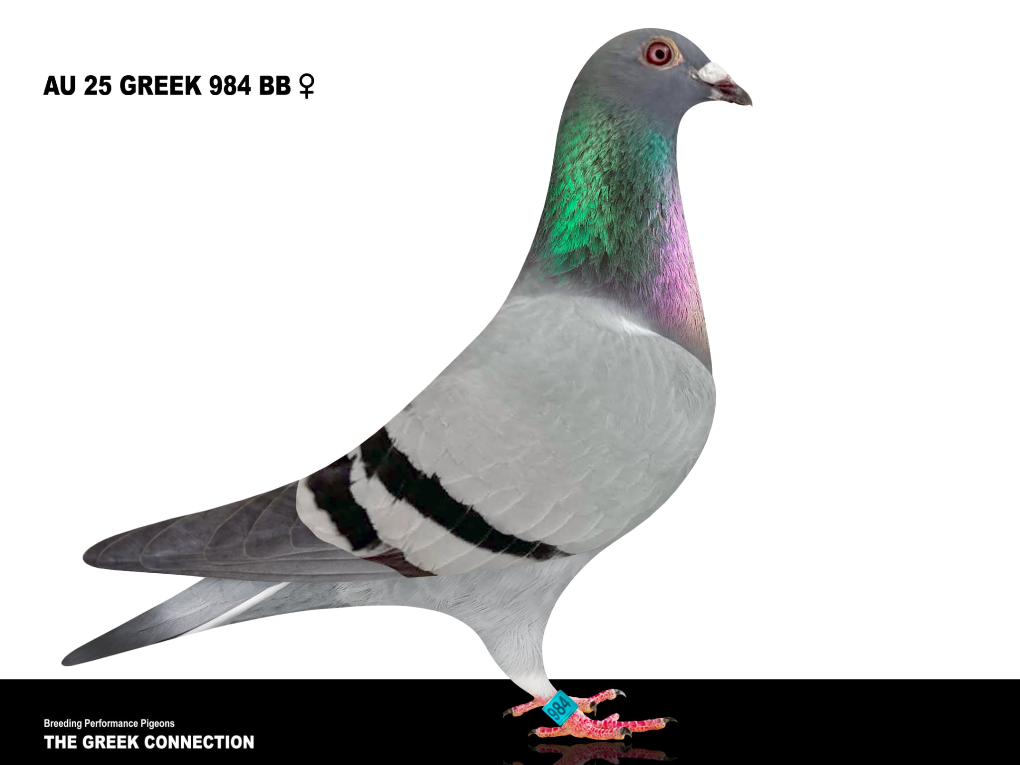 AU 25 GREEK 984 BB HEN 