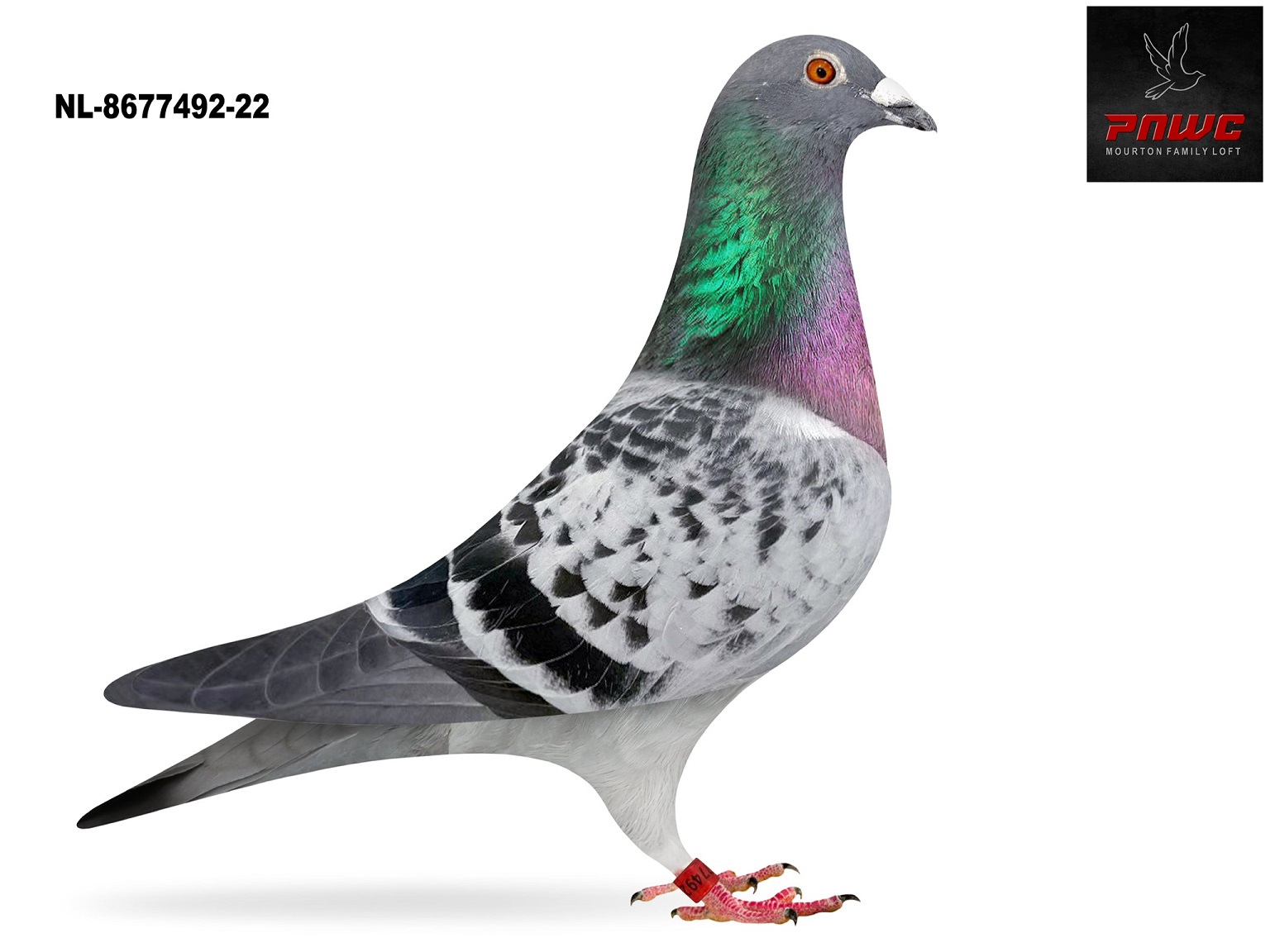 NL-22-8677492 BC COCK