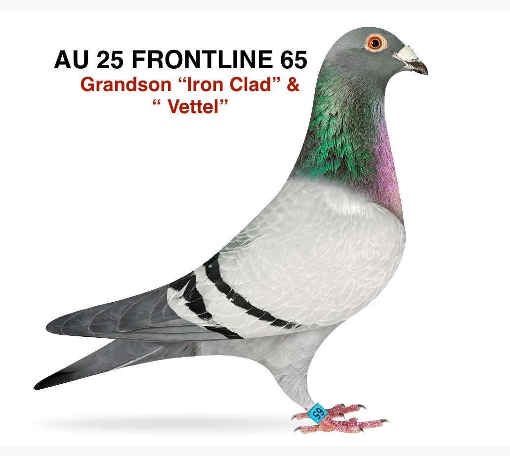 GRANDSON “IRON CLAD” &”VETTEL”
THANKSGIVING SPECIAL 