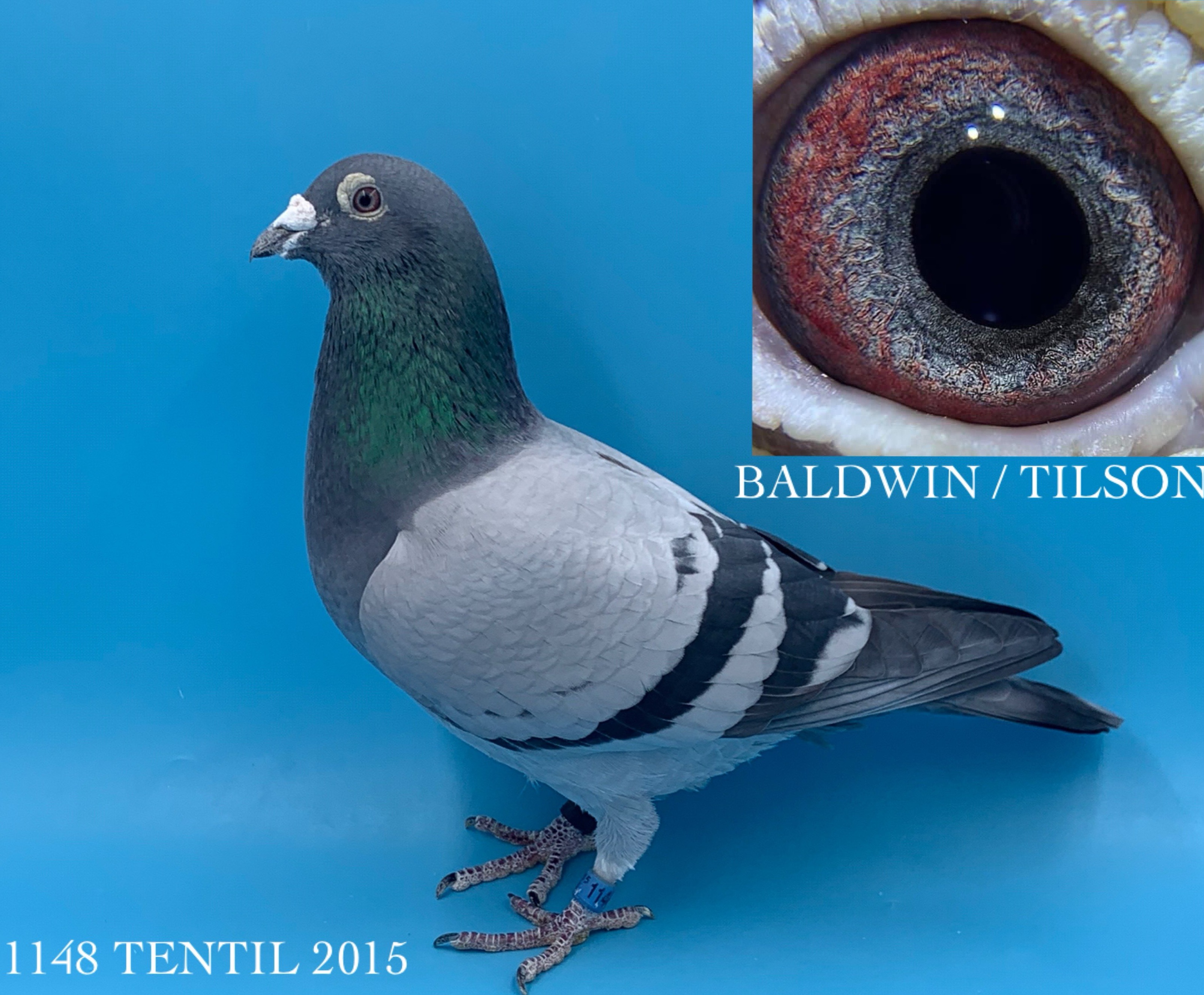 iPigeon.com - Racing Pigeon Auction