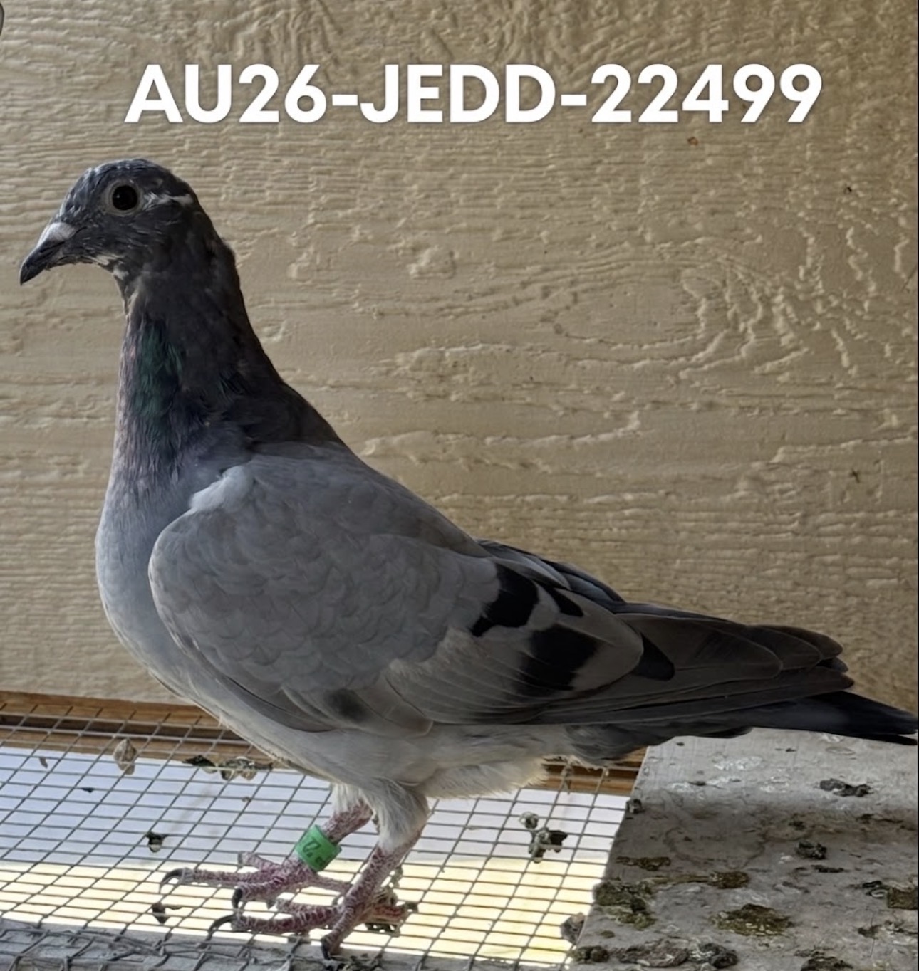 AU26-JEDD-22499