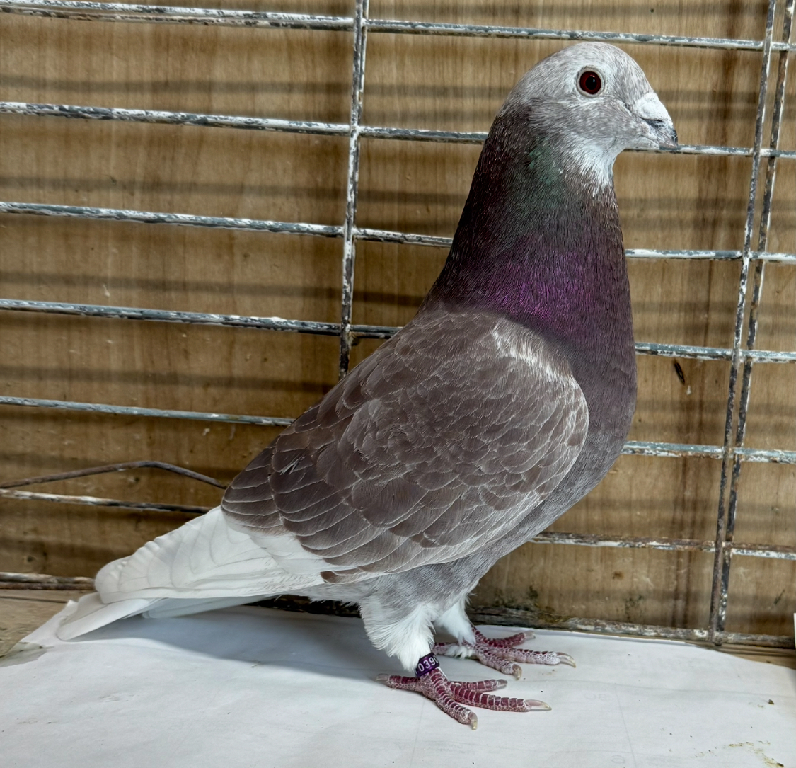 Red cock super pigeon Stewart bloodline from his best . 