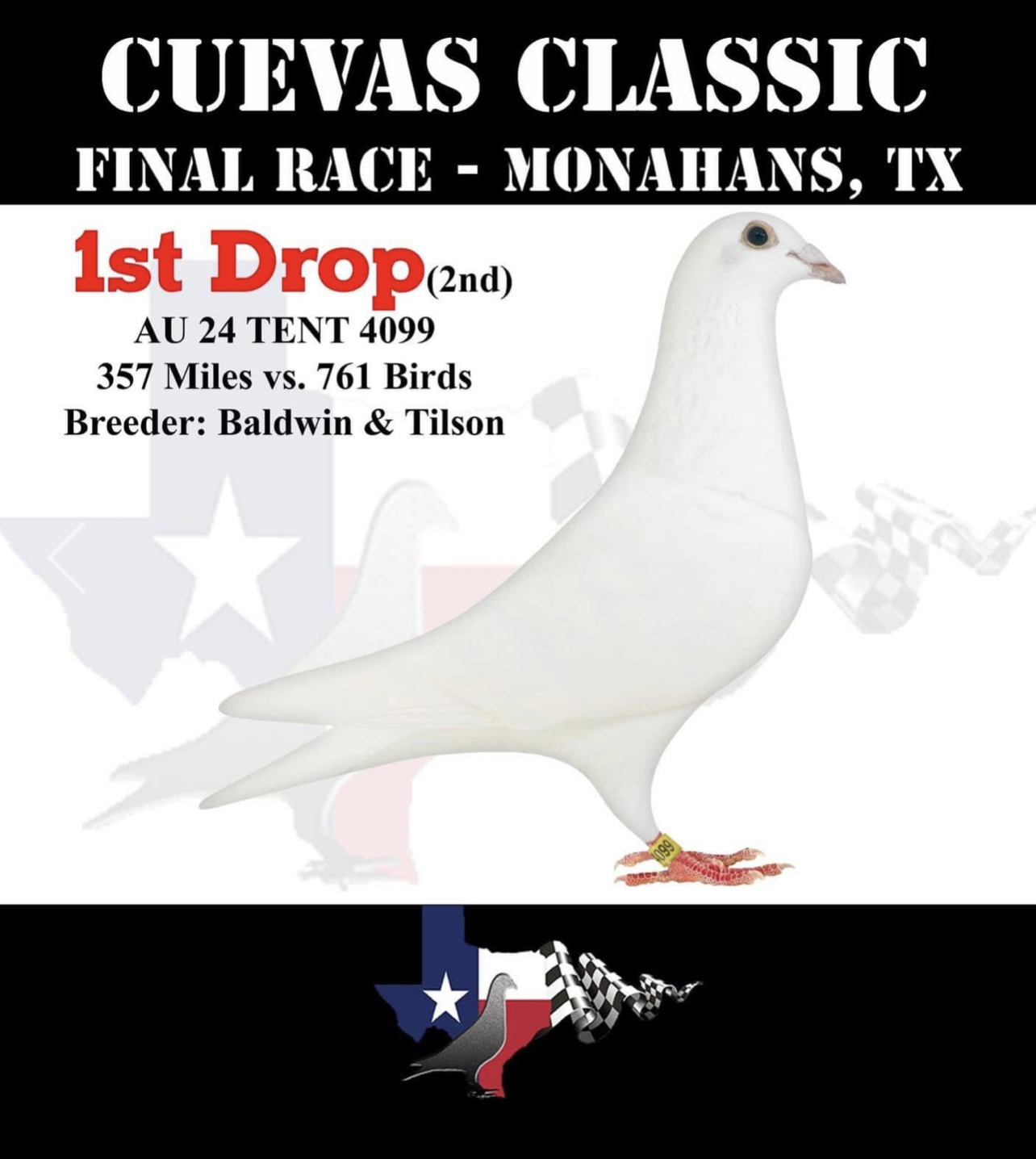 iPigeon.com - Racing Pigeon Auction