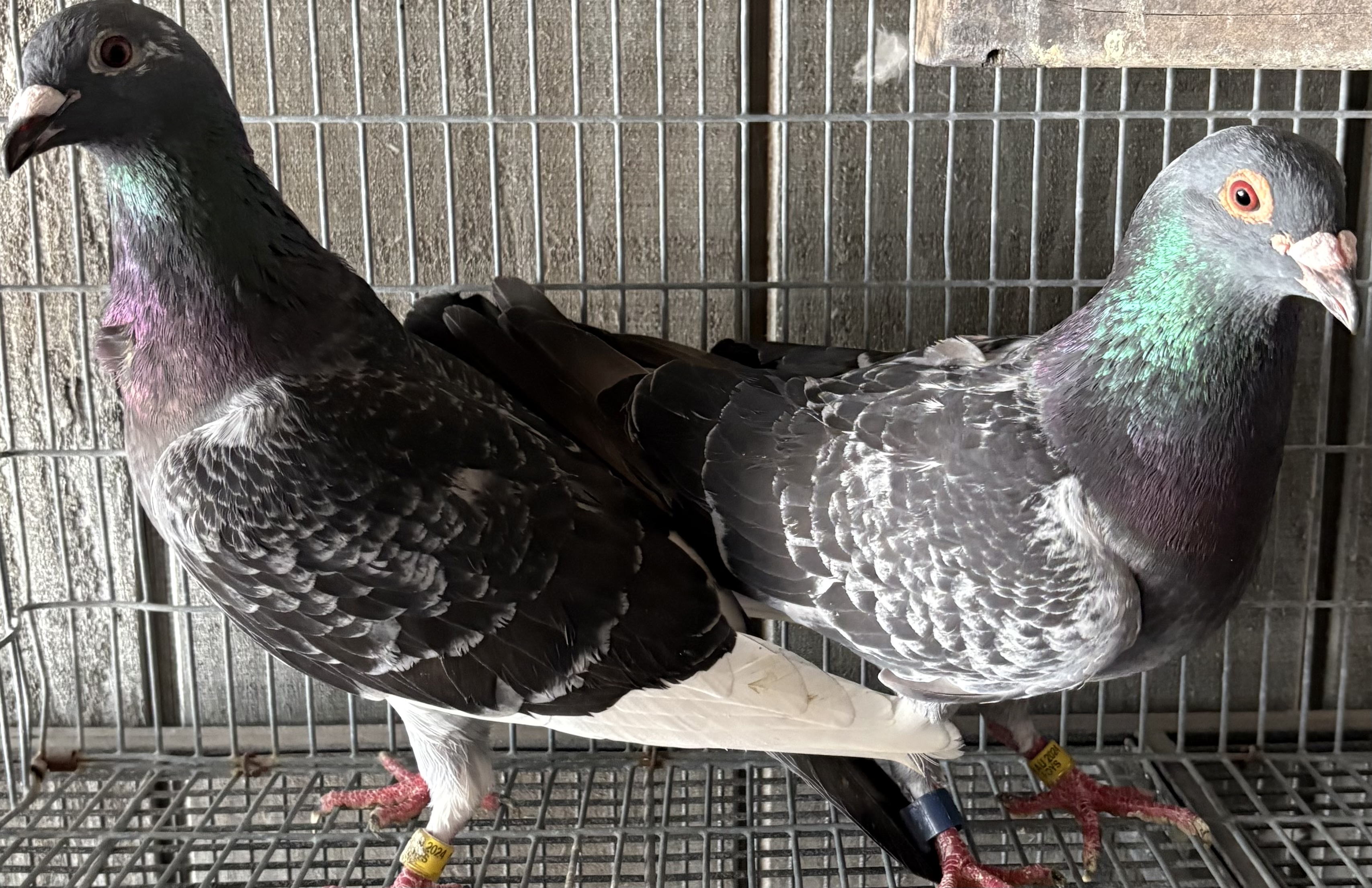 Inbread Pigeon iPigeon.com - Racing Pigeon Auction