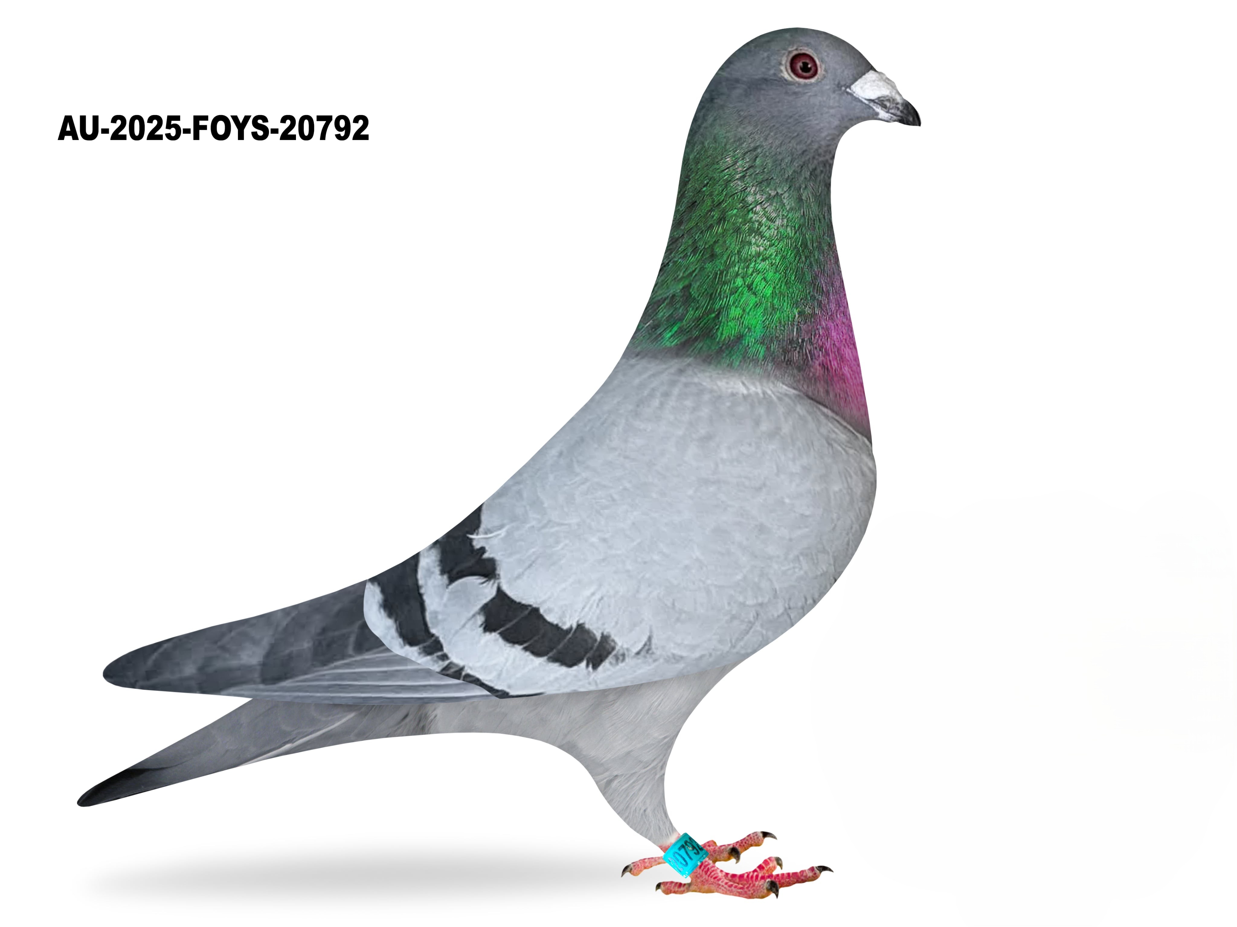 Donated by Rex Urbany 