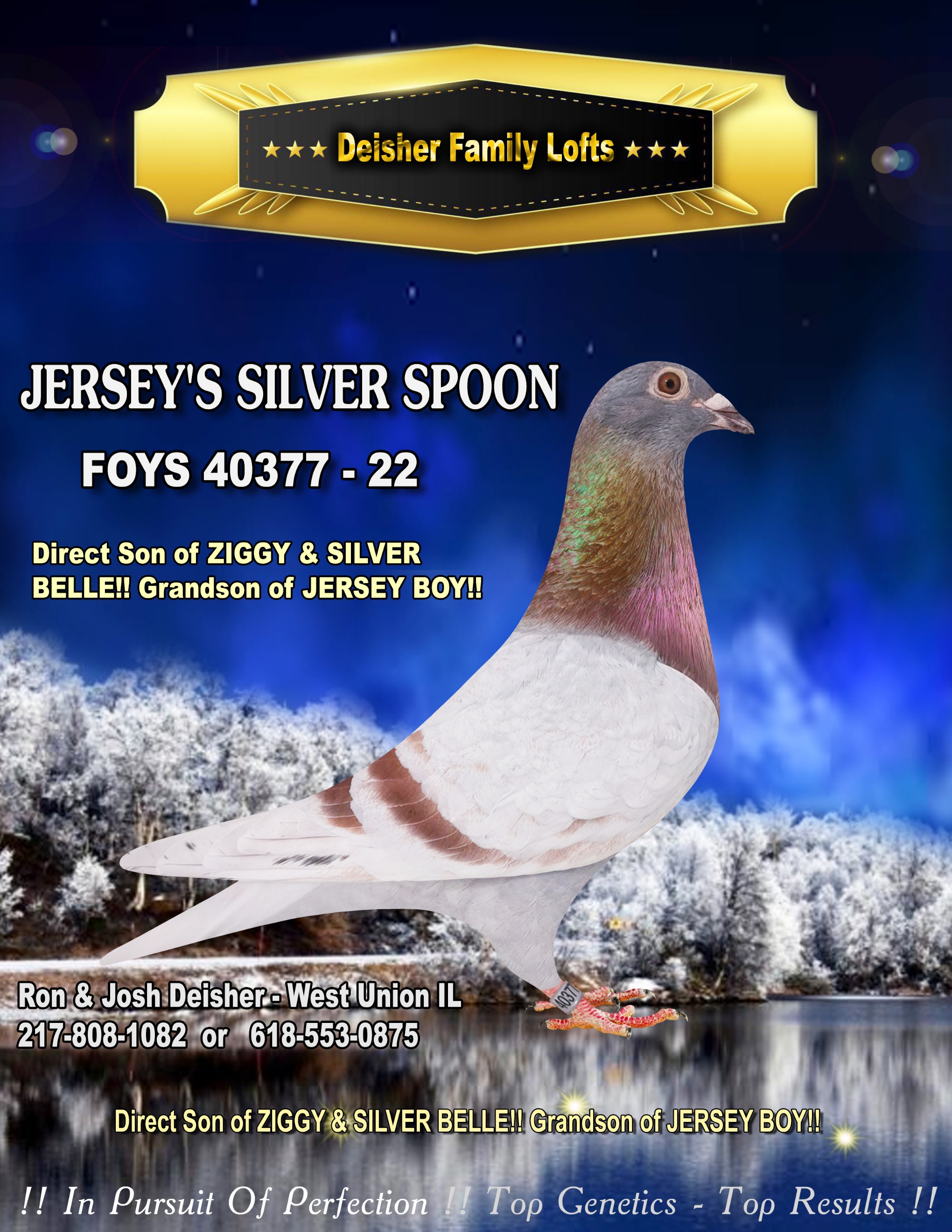 Racing Pigeon Auction