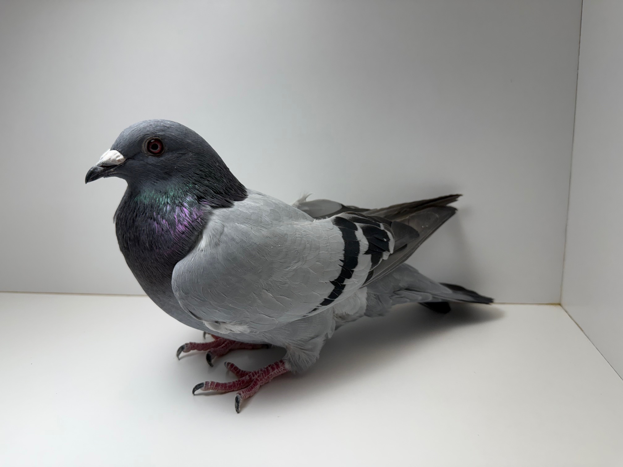 Picasso and Greek lines (Inbred Picasso)