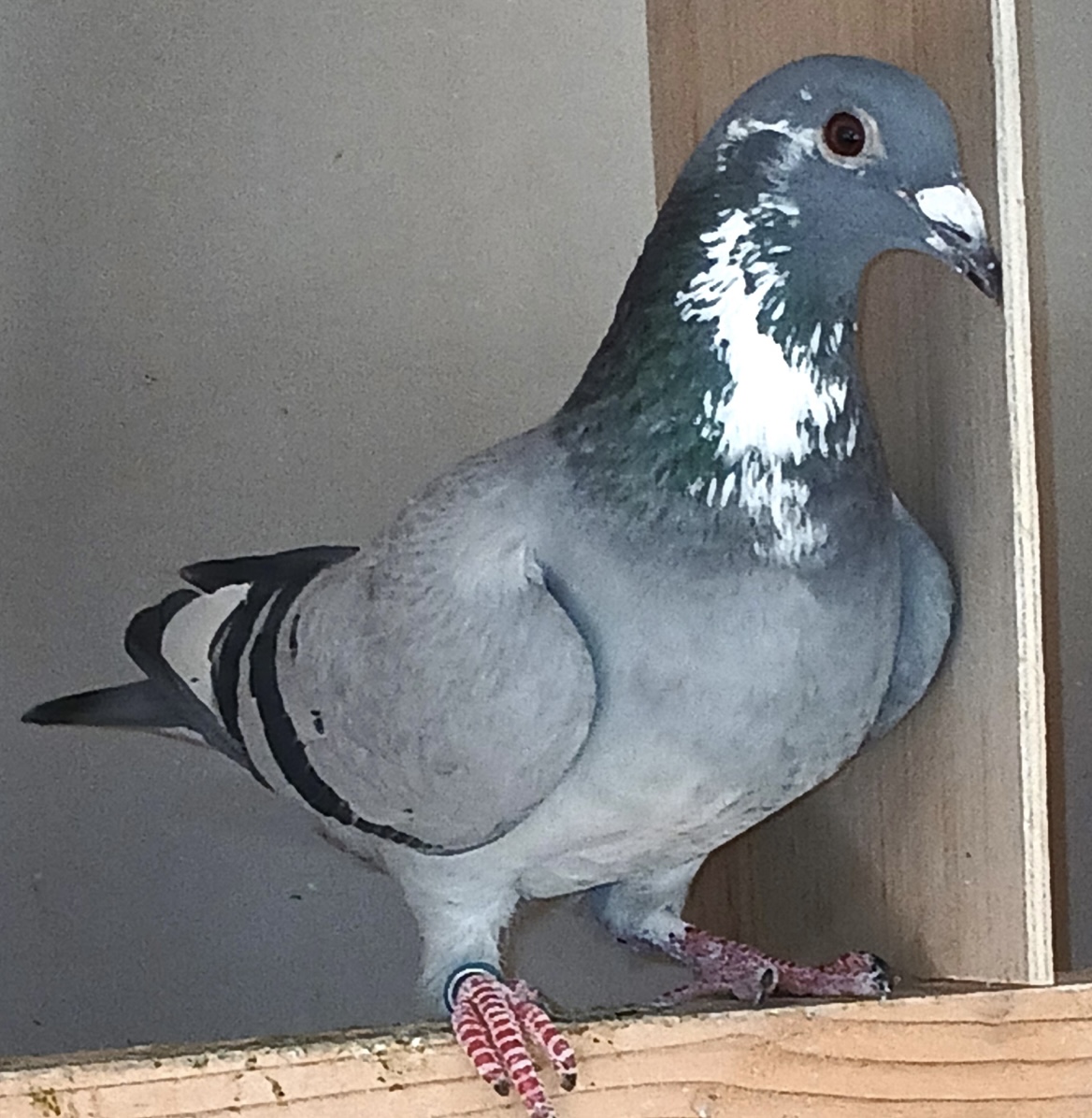 AU 2025 AA 39062 BLUE SPL. HEN