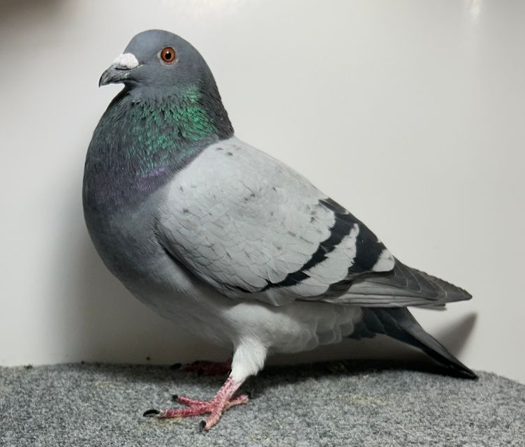 25356 RMR AU 2025 BBWF C