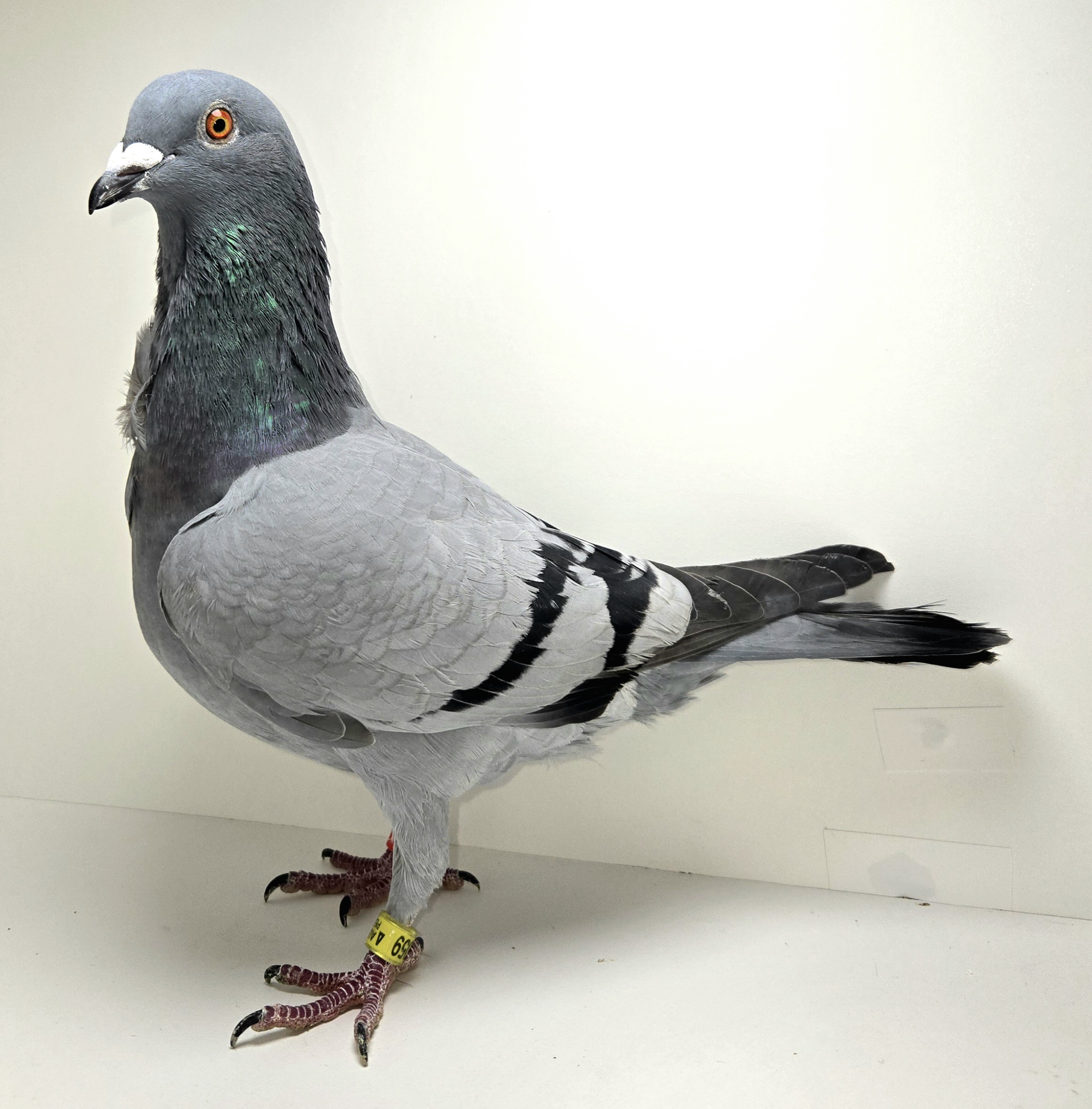 PEACH-25059-25 BB Hen