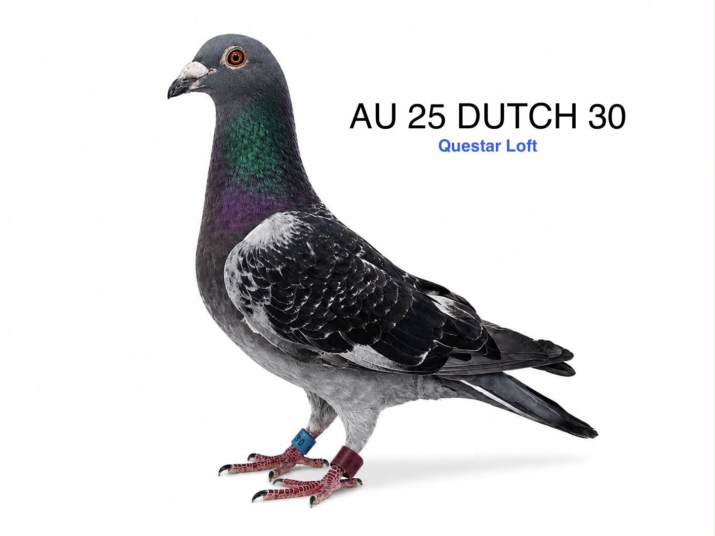 AU 25 DUTCH 30, Blue Check Cock