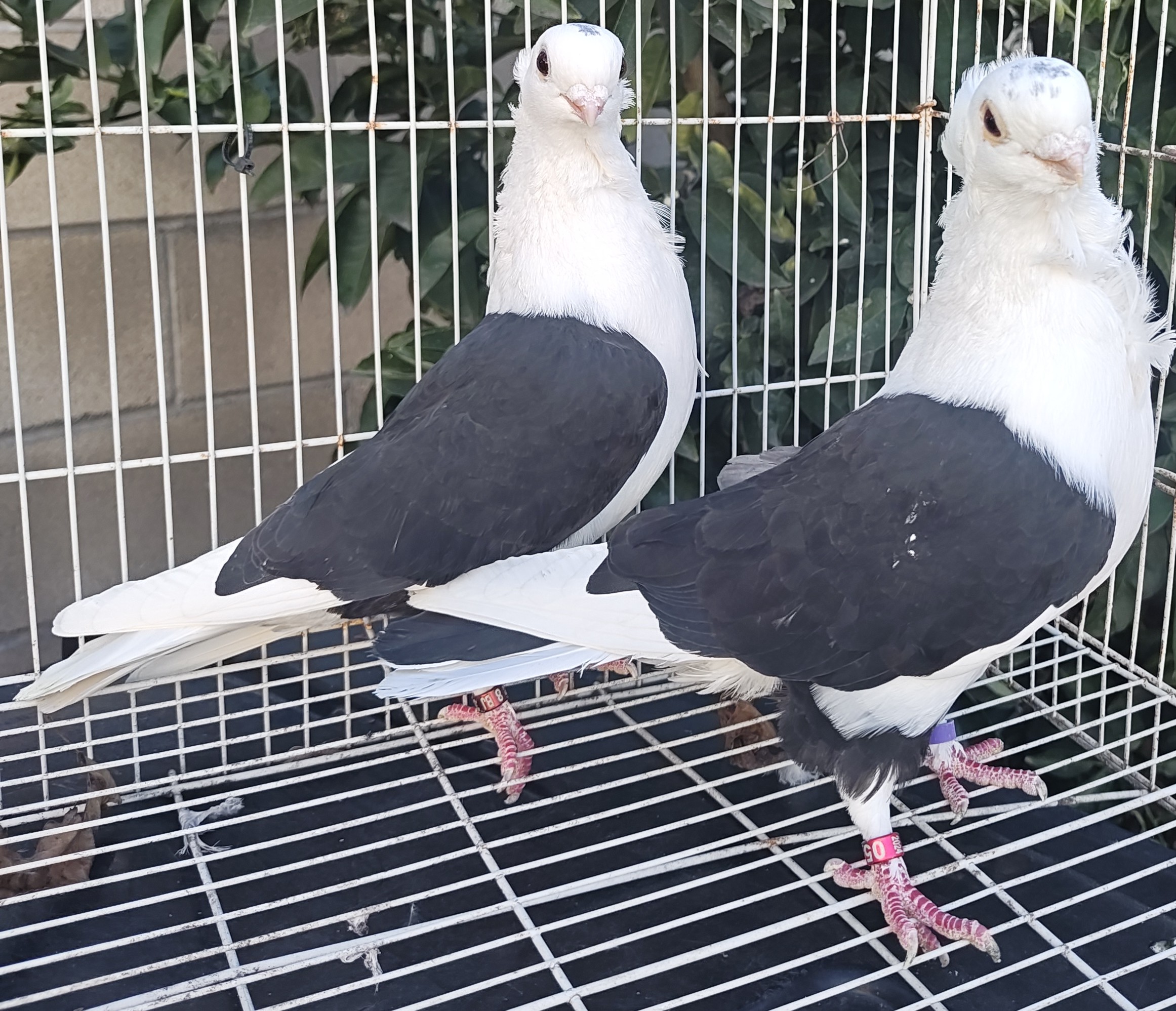 Old German Owl BlackxWhite Couple