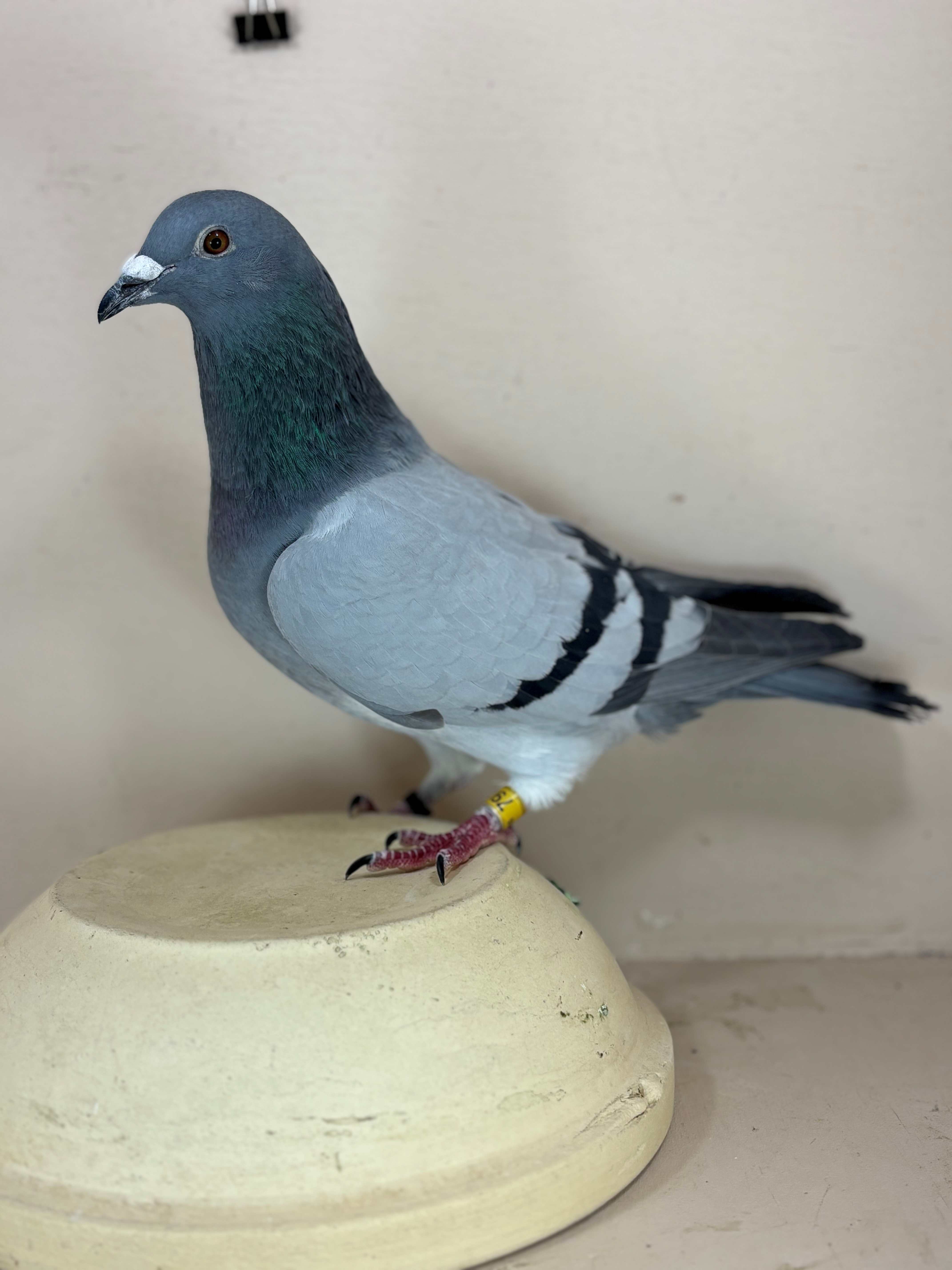 Lot 58 - AU 2025 VCM 797