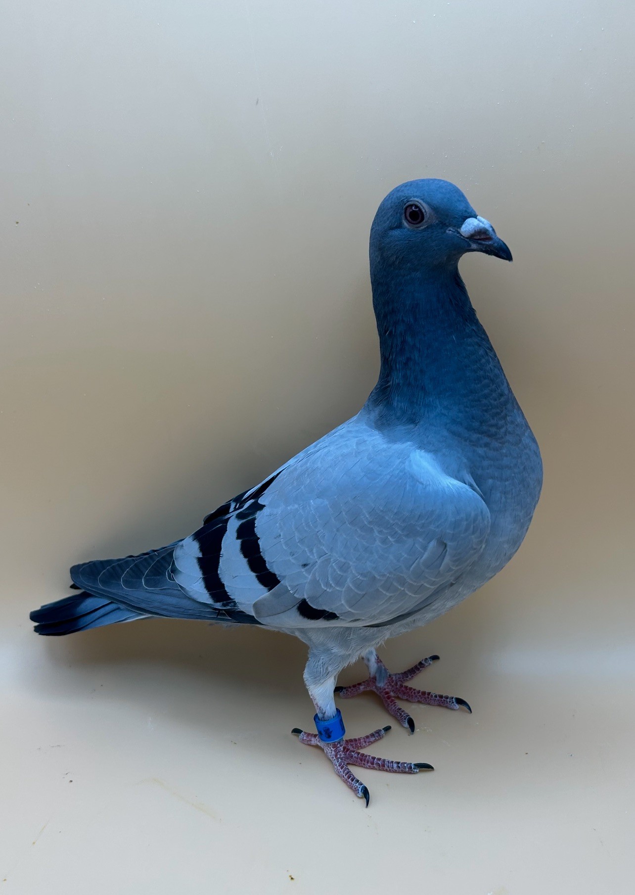 26-ARPU-90703 Blue Hen