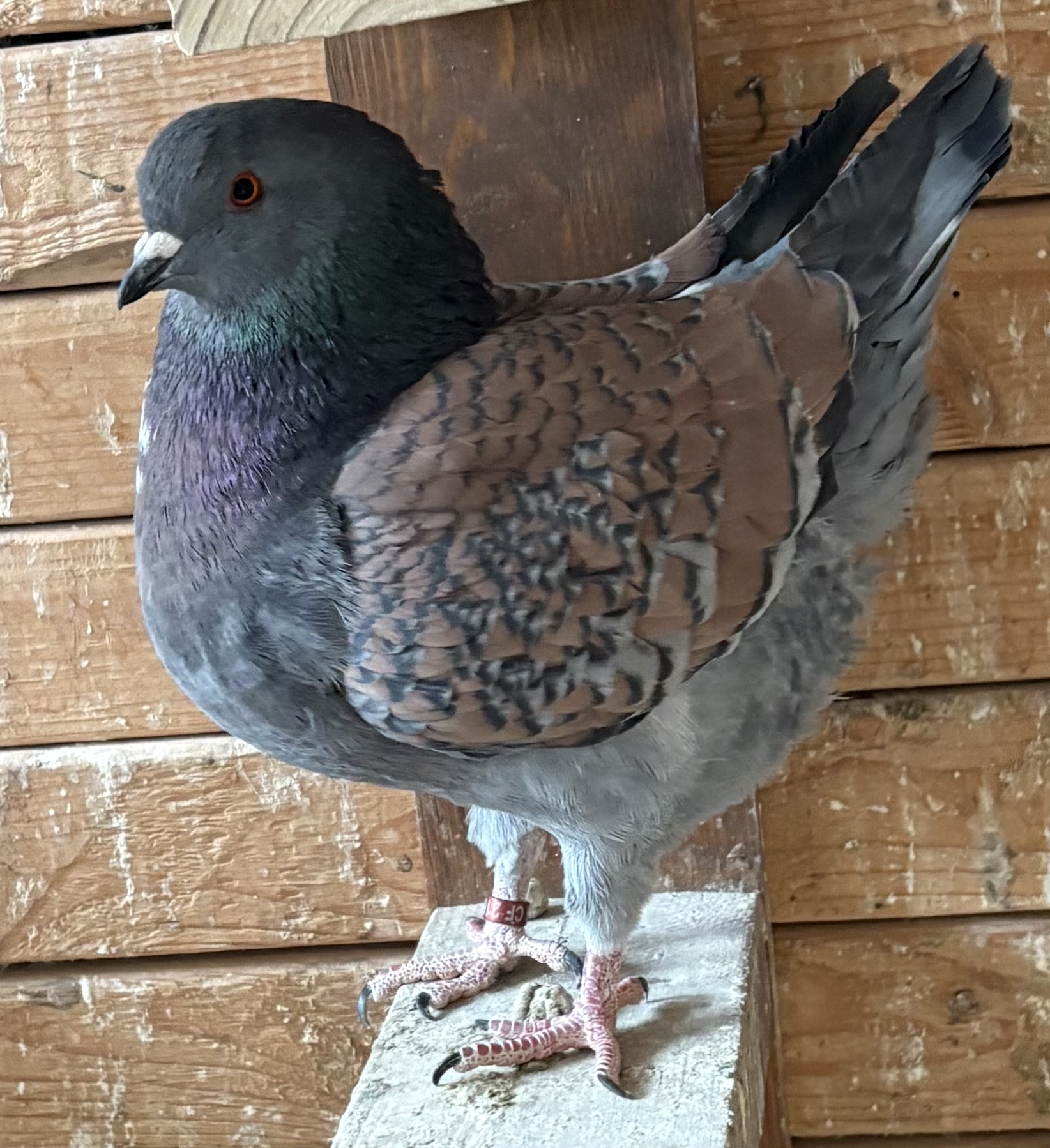 Excellent pair 2025 classic midenas