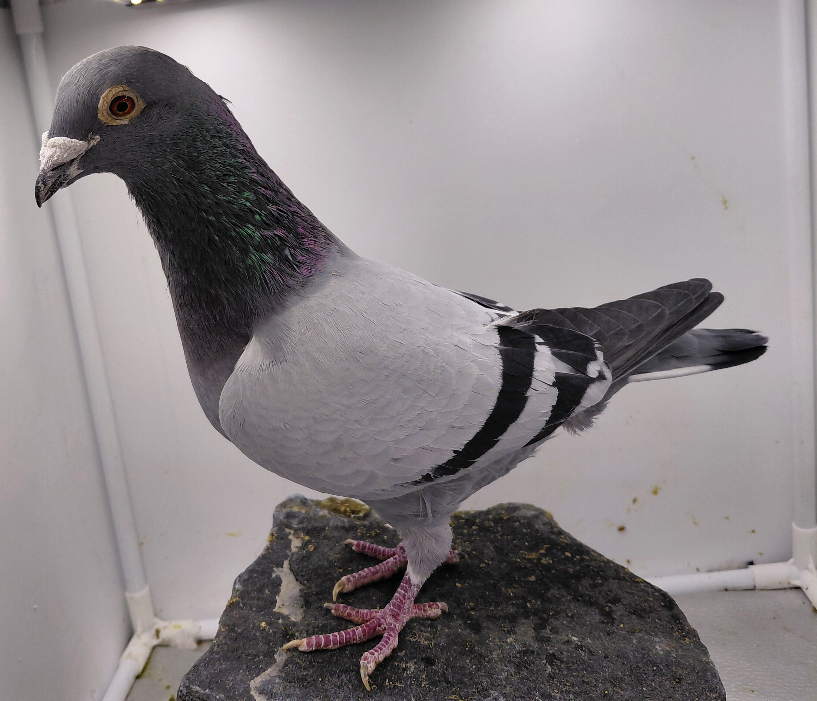 EL VICHO 2512-23 BB COCK