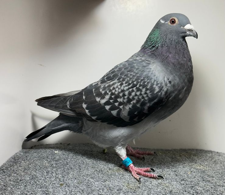 25143 RMR AU 2025 DCWF H