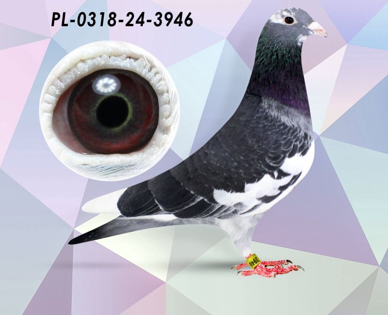 Preview Image 1