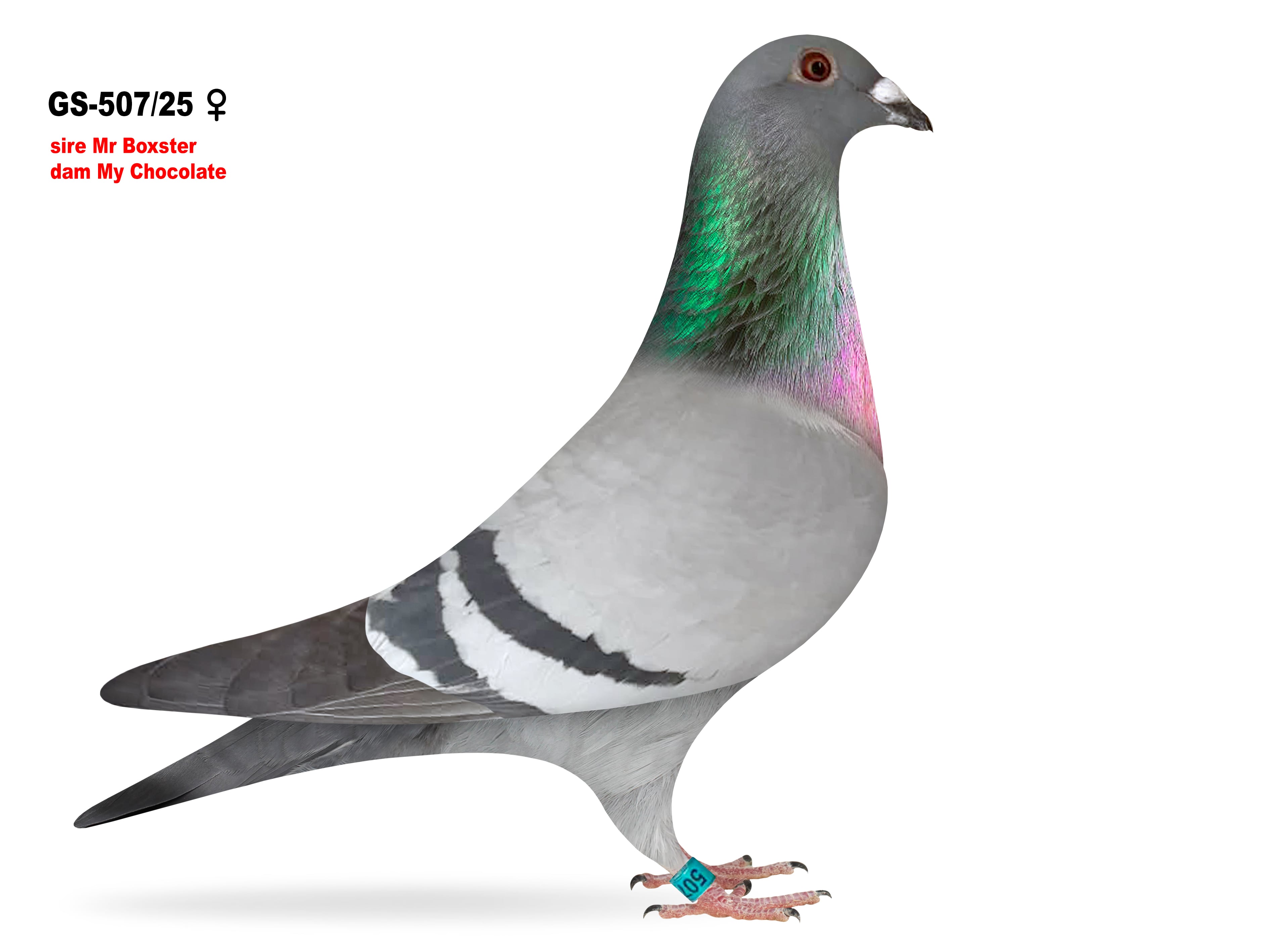 GS-507/25 Flown to 350 miles