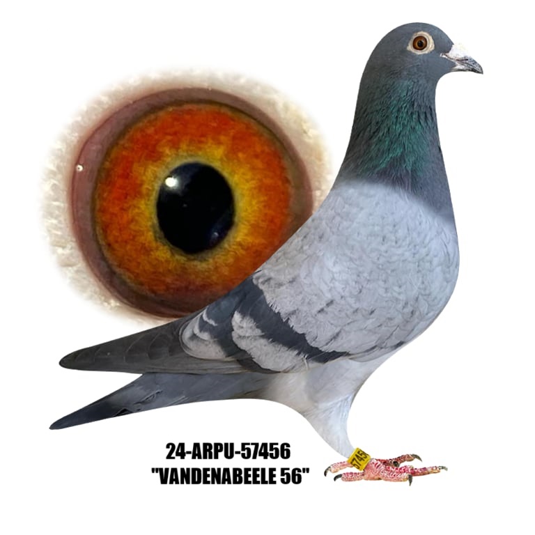 24-ARPU-57456 Pencil Cock.