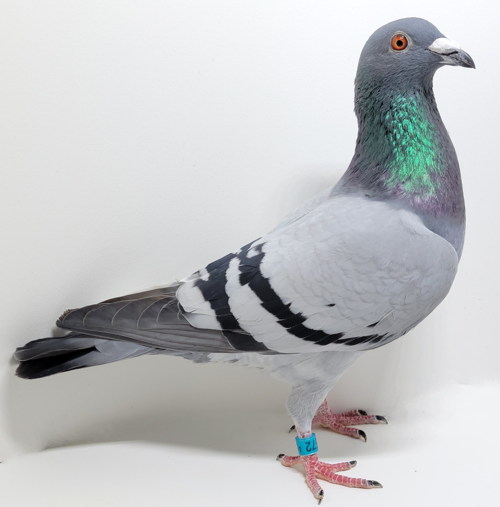 25 APAK 572 BLUE BAR W/F