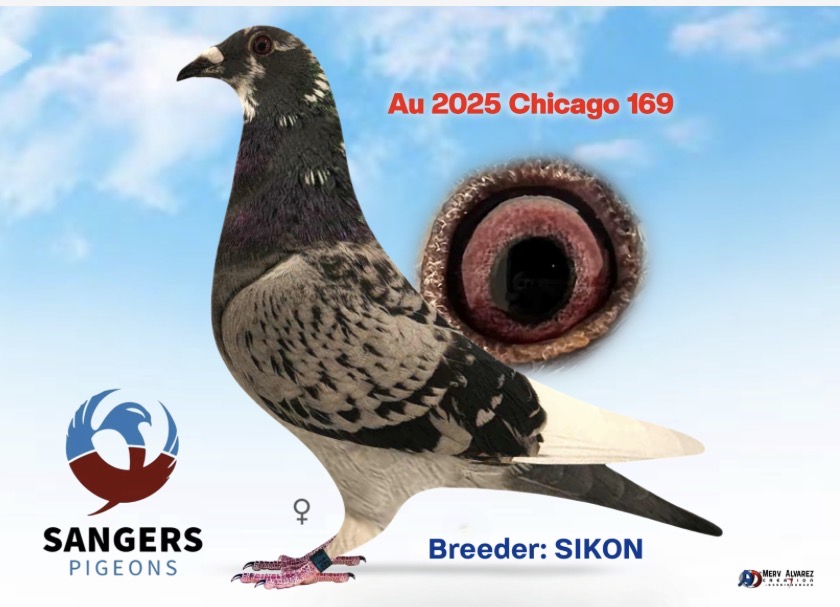 SANGERS PIGEONS