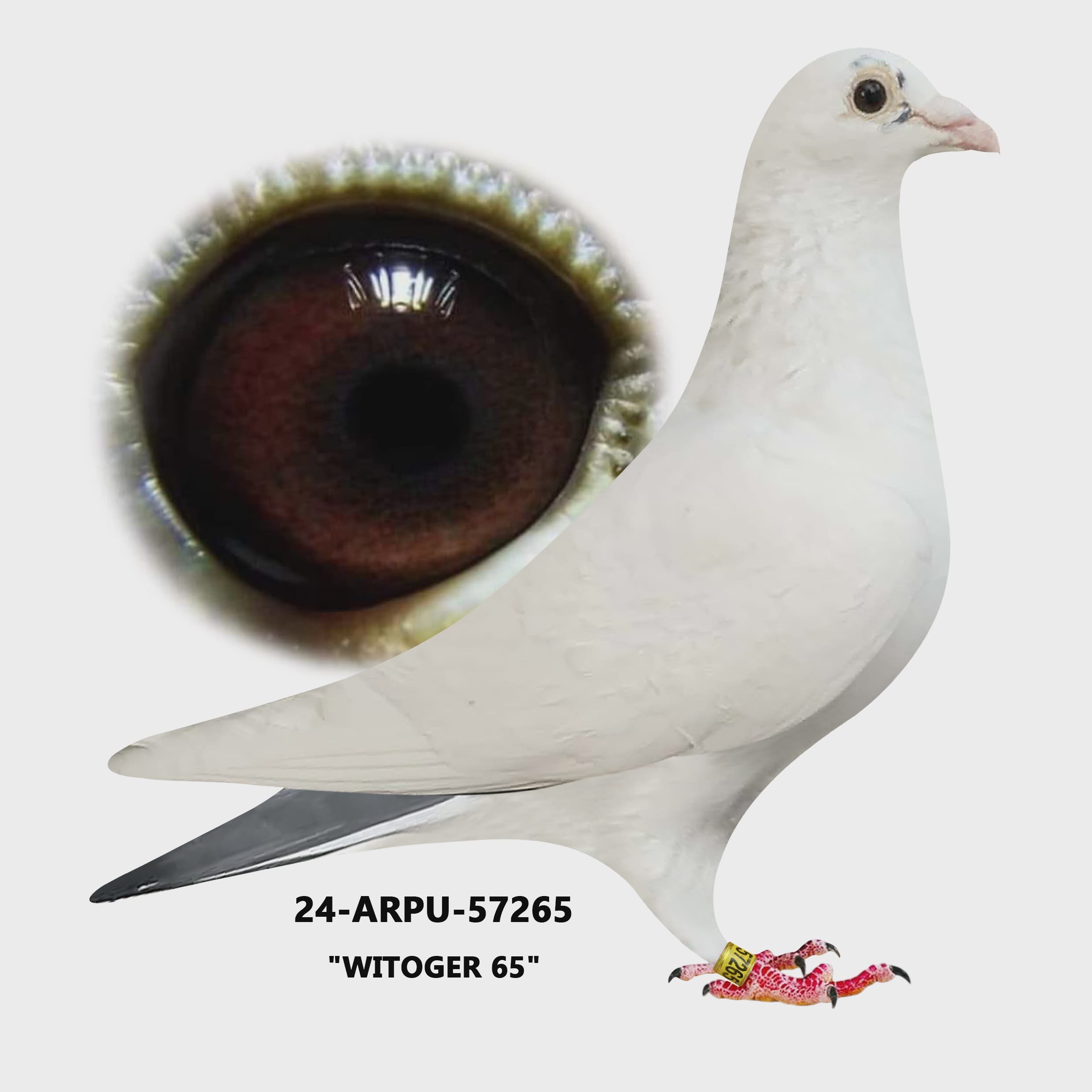 24-ARPU-57265 White Splash Cock. 