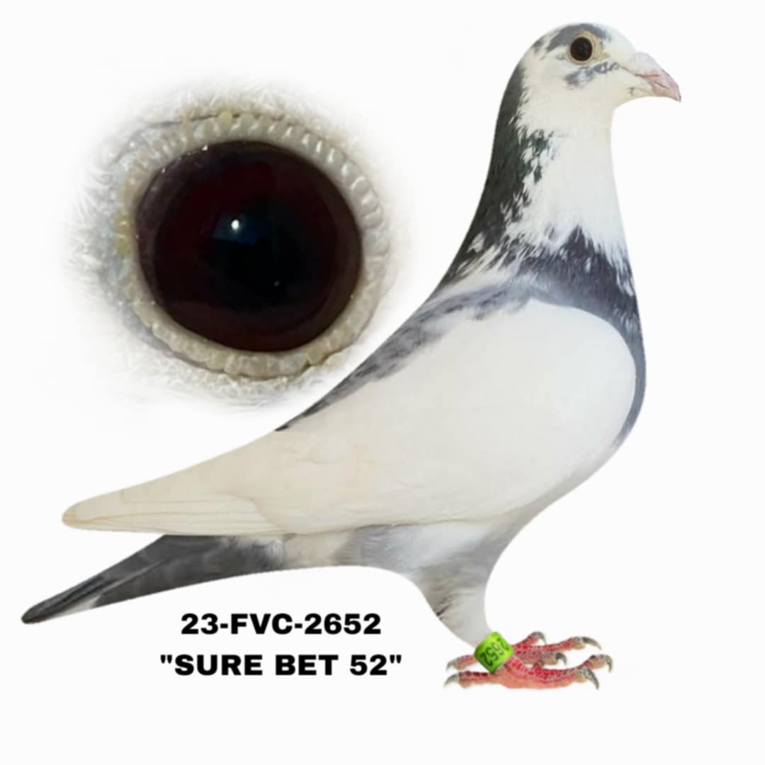 23-FVC-2652 White Splash Hen.