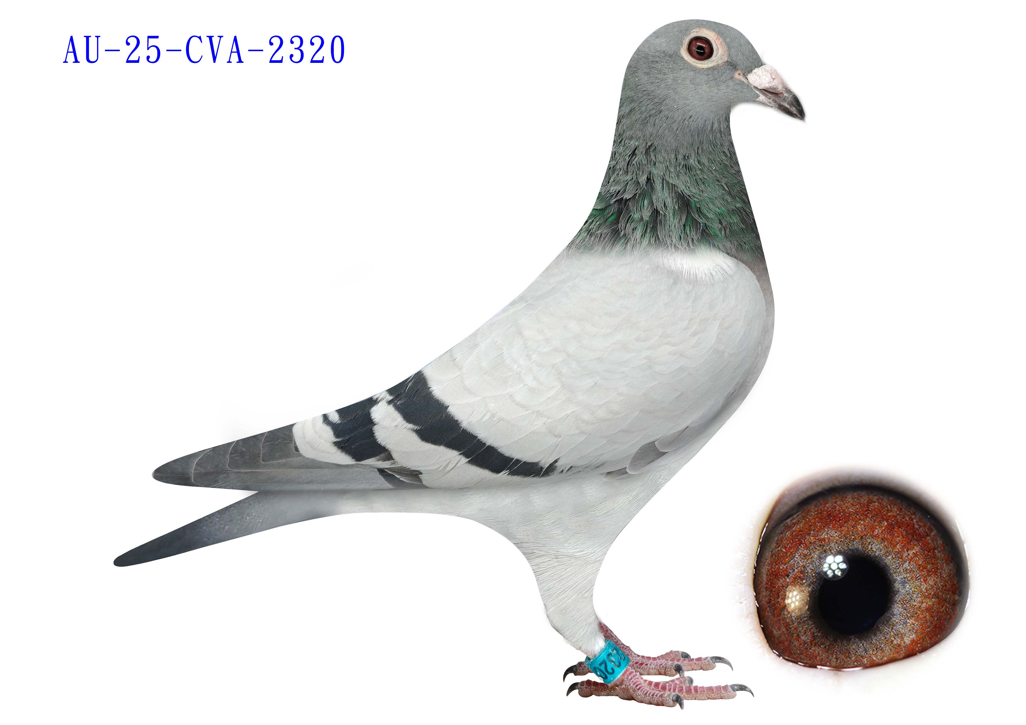 AU-25-CVA-2320 - BB - Hen