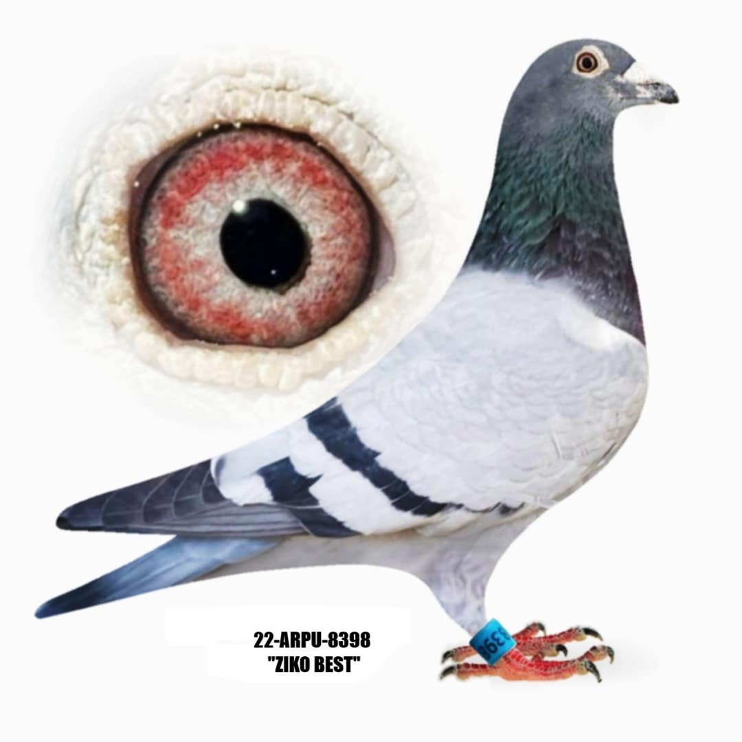 22-ARPU-8398 Blue Bar Cock.