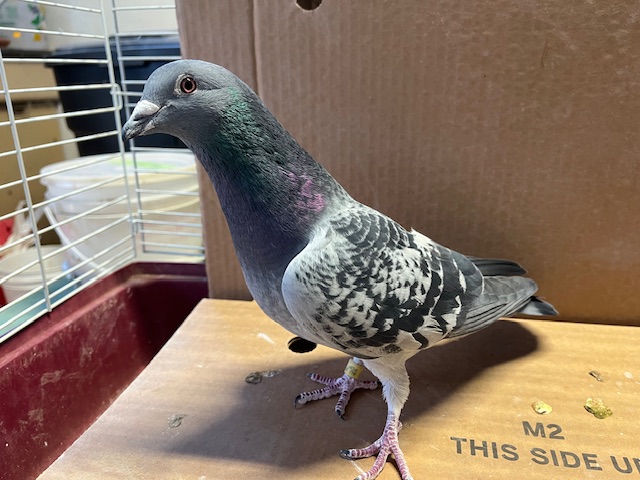 293 POP 2019 Blue Check Hen