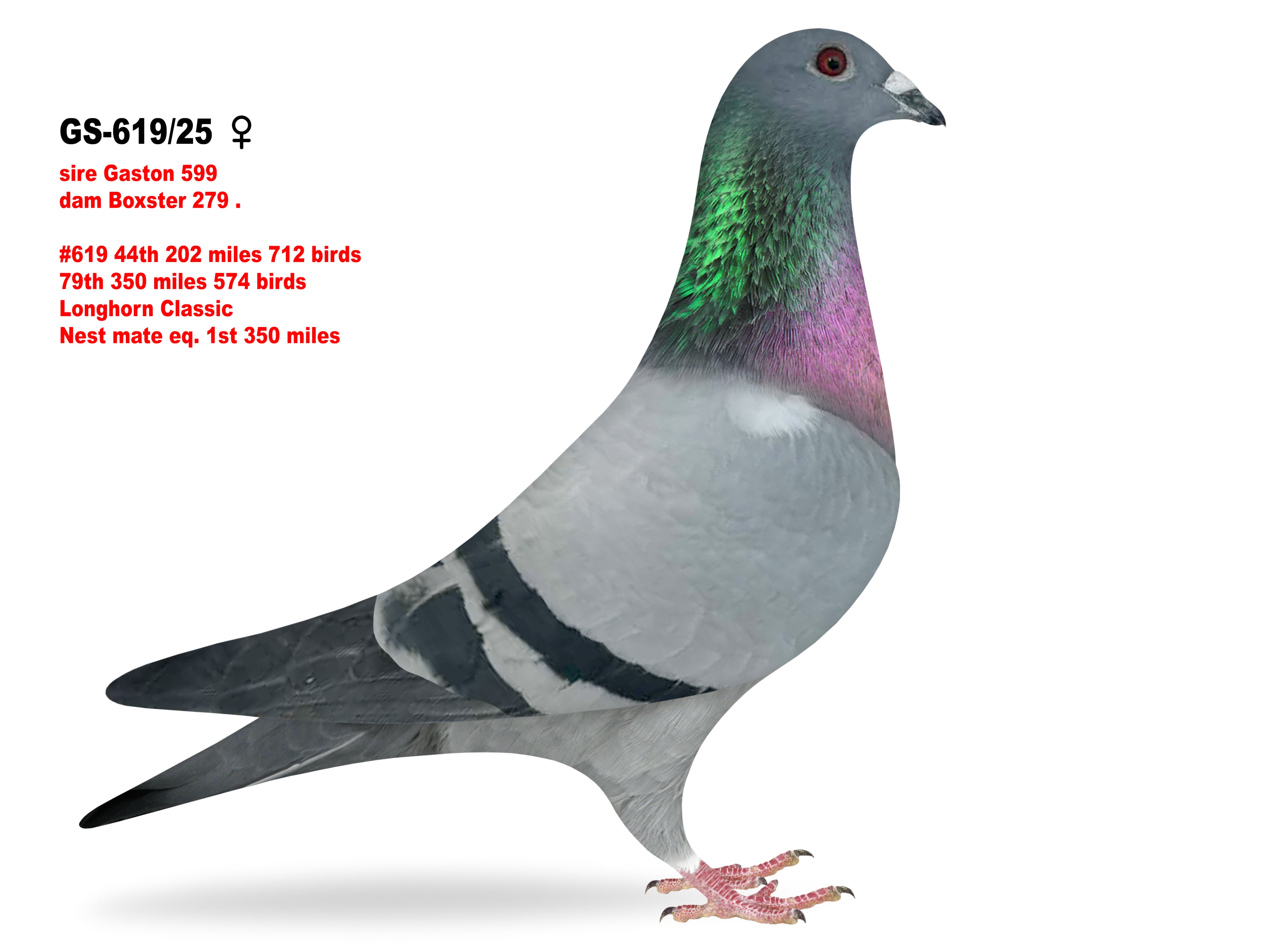 GS-619/25 Gaston/Porsche hen