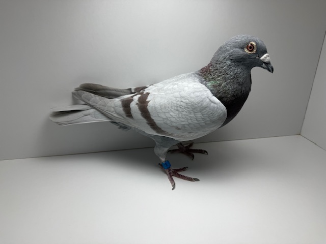 2x Raven and Red Fox Janssen X Easley lines