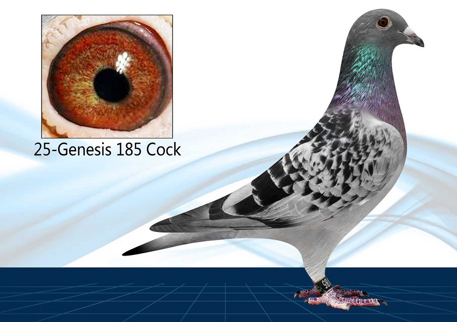 25-185(Cock) Out of Click Pair